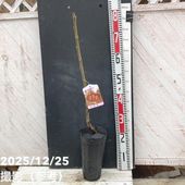 フェイジョア マンモス 6号スリット鉢（接木）｜s200｜果樹04-PA