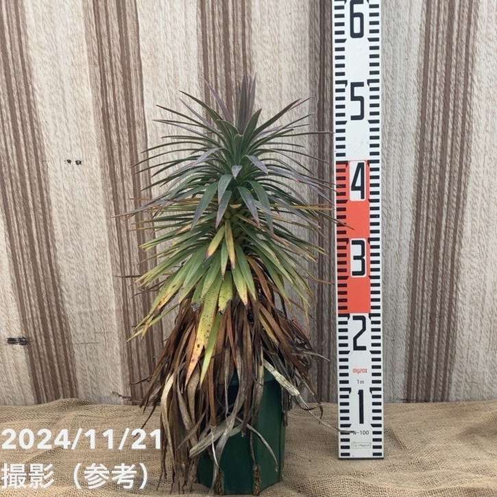 ユッカ 5号ロングスリット鉢 デスメティアーナ(Yucca desmetiana)|花木01-D1