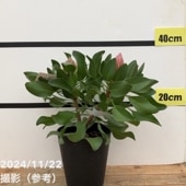 【訳ありお買い得 現品お届け】キングプロテア リトルプリンス（1花付き）5号苗 PVP｜花木10-TU