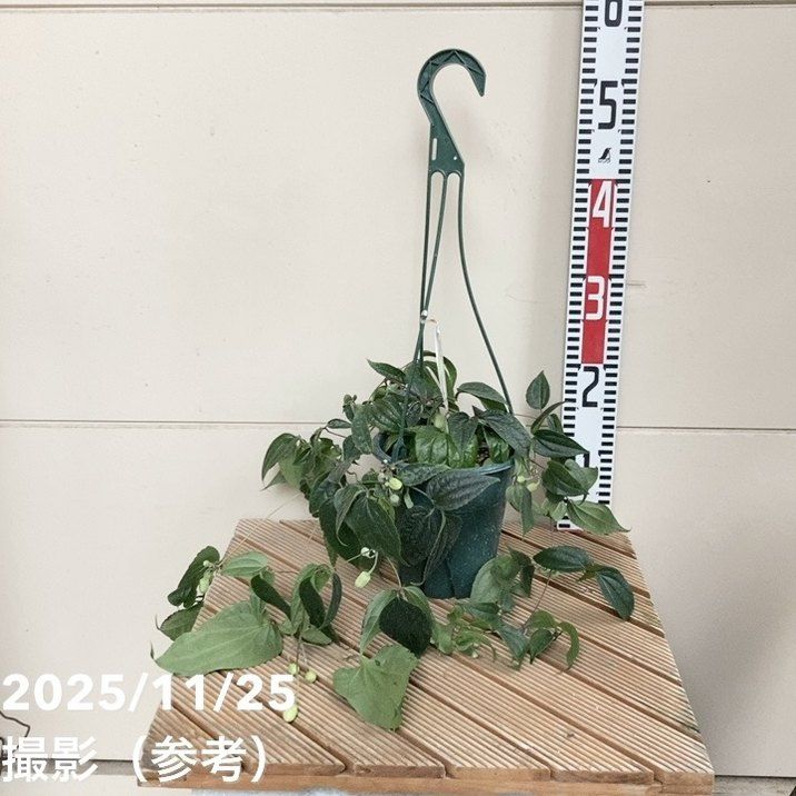 クレマチス アンスンエンシス