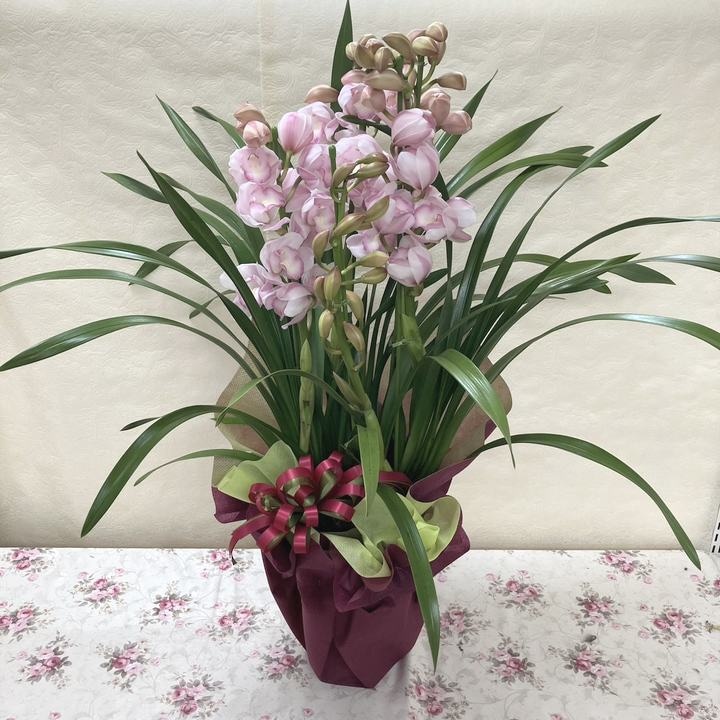 ガーデン　フラワー　インテリア　カントリー　 赤　バスケット　ブラウン　茶色　花 ガーデン フラワー インテリア カントリー 赤 バスケット ブラウン