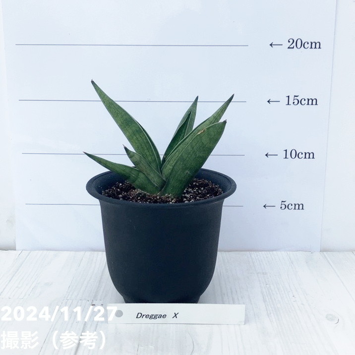 サンスベリア 3.5号 ドラッガーX Draggae X 黒プラ鉢｜観葉02-D2