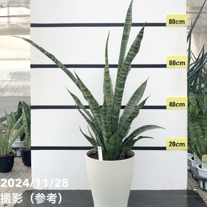 【限定3鉢】サンスベリア 7号 ゼラニカハイブリッド|観葉02-D2