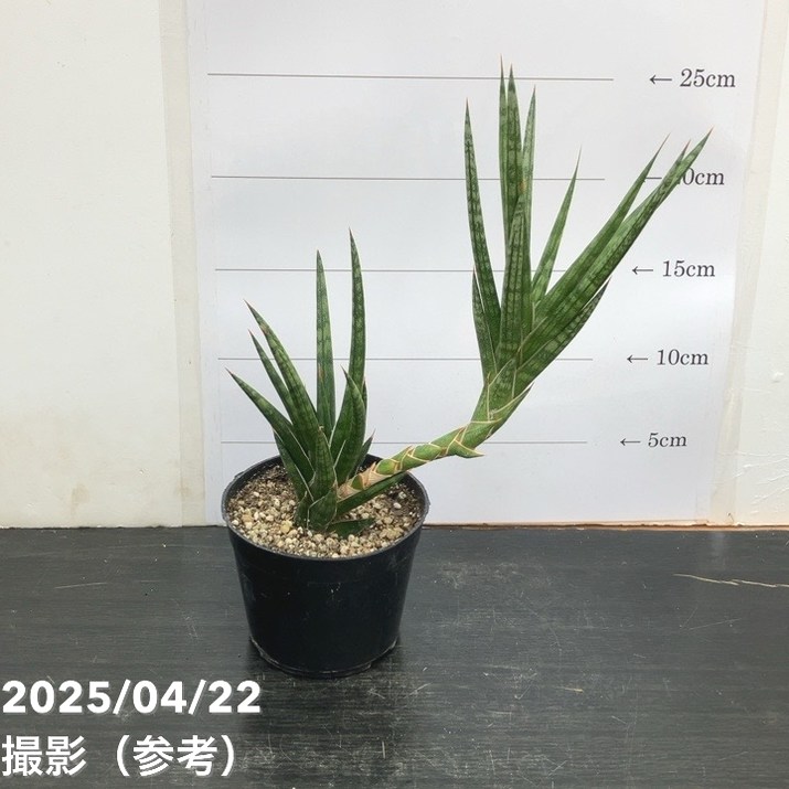 【期間限定10％OFF！】サンスベリア 3.5号 フランシシー（クランプ）生産鉢｜観葉02-D2