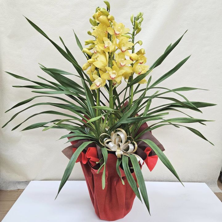 赤塚植物園オリジナル冬ギフト シンビジューム 黄色系 4本立|鉢花04-PA