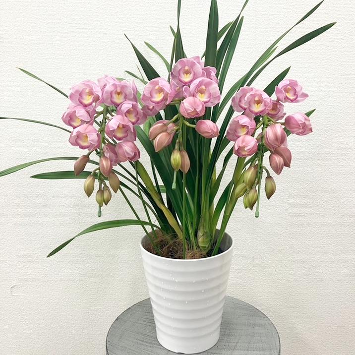 シンビジューム ピンク系 アーチ仕立て 3本立 7号陶器鉢|s200|洋蘭10-TO