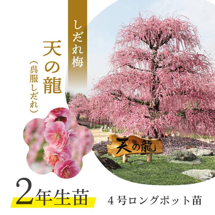 【特価 2年生苗】鈴鹿の森庭園 しだれ梅名木「天の龍（呉服しだれ）」接ぎ木苗 4号ロングポット苗 2年生苗｜花木01-D1