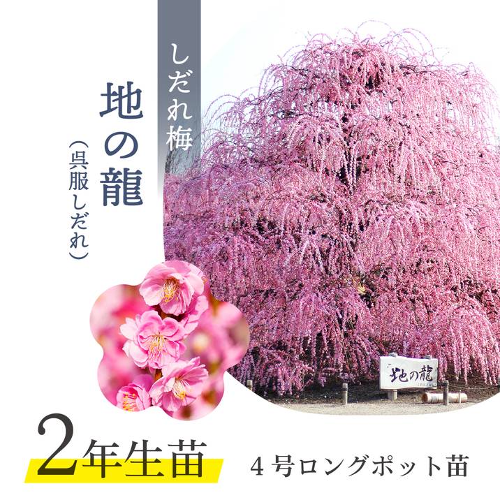 【特価 2年生苗】鈴鹿の森庭園 しだれ梅名木「地の龍(呉服しだれ)」接ぎ木苗 4号ロングポット苗 2年生苗|花木01-D1