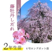 【お買い得 2年生苗】鈴鹿の森庭園 しだれ梅名木「藤牡丹しだれ」接ぎ木苗 4号ロングポット苗 2年生苗｜花木01-D1