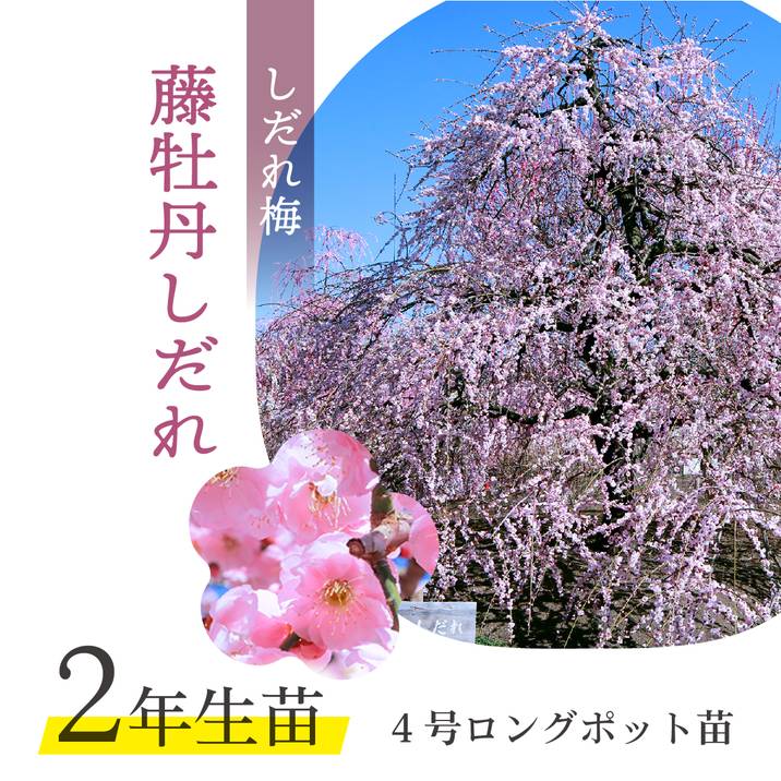 【特価 2年生苗】鈴鹿の森庭園 しだれ梅名木「藤牡丹しだれ」接ぎ木苗 4号ロングポット苗 2年生苗｜花木01-D1