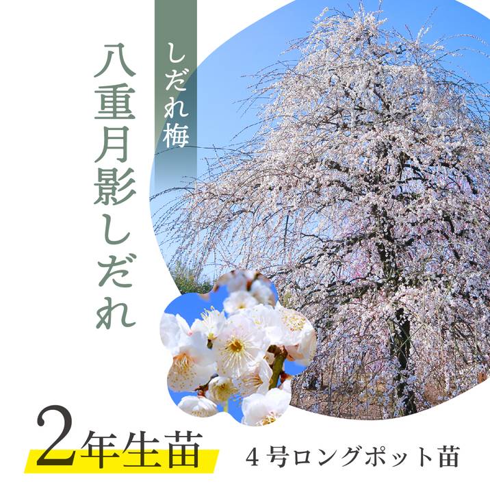 【数量限定2年生苗】鈴鹿の森庭園 しだれ梅名木「八重月影しだれ」接ぎ木苗 4号ロングポット苗 2年生苗｜花木01-D1