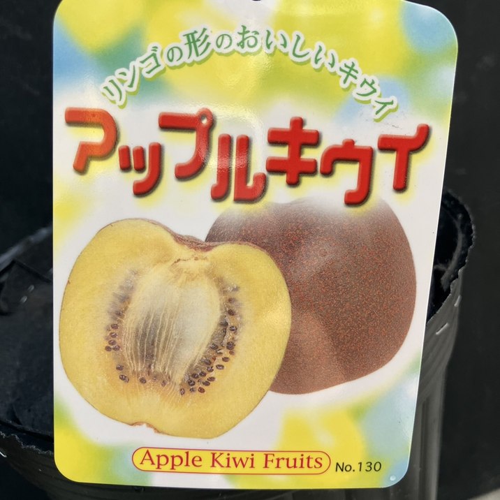 アップルキウイ センセーションアップル 雌木 5号|果樹04-PA