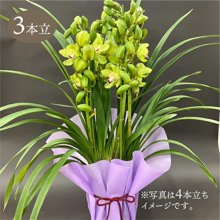 週末特価！3鉢価格！シンピジューム　苗　苗木　4-6本立ち　洋ラン　蘭　6号鉢 シンビジューム グリーン系 6号 3本立｜洋蘭04-PA | ギフト,胡蝶蘭・洋