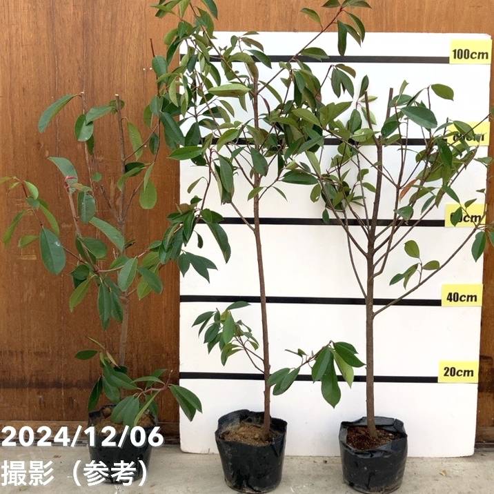 【訳あり特価】三重カナメ 6号 3鉢セット｜花木10-TU