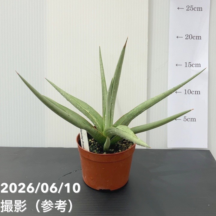 観葉・多肉,サンセベリアの購入なら赤塚植物園オンライン 花の音｜花苗