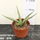 ガ*M様 【週末セール】 サンスベリア ロイヤルクラウン　2株セット！　特大株 ガ*M様 【週末セール】 サンスベリア ロイヤルクラウン 2株