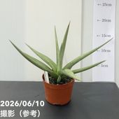 サンスベリア 5号 シルバーニンフ プラスチック鉢仕様｜観葉02-D2