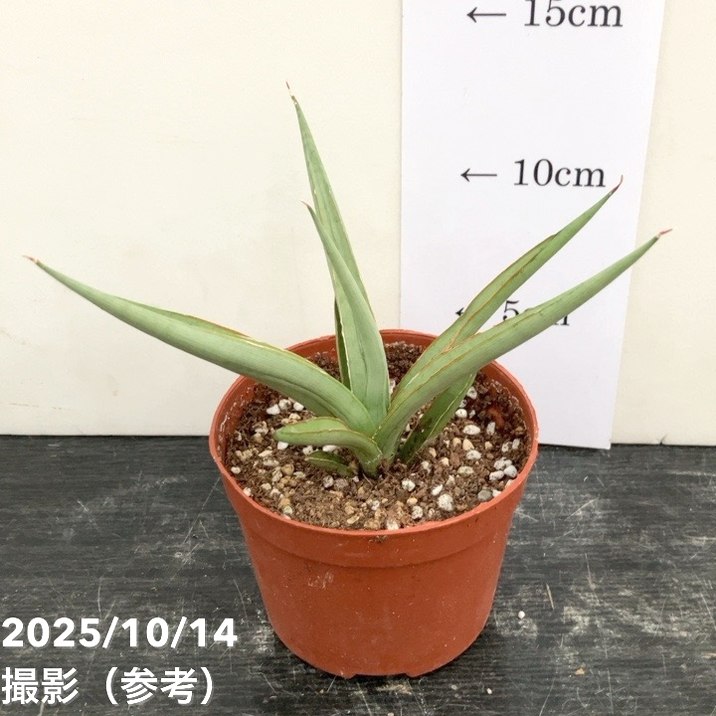 サンスベリア 3号 ダンシングドラゴン｜観葉02-D2 | 観葉・多肉