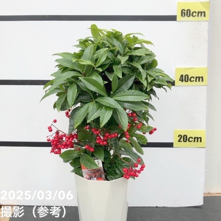 万両 マンリョウ レッドベリーズ 6号｜観葉10-TU