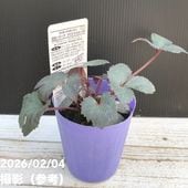 クリスマスローズ 原種 トルカータス 5号ポット｜山野04-PA | 草花