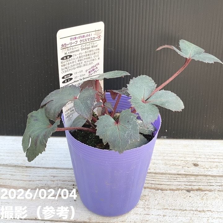 カラーリーフクリスマスローズ 3.5号 ステルニー インディゴブルー 松村ナーセリー｜山野04-PA