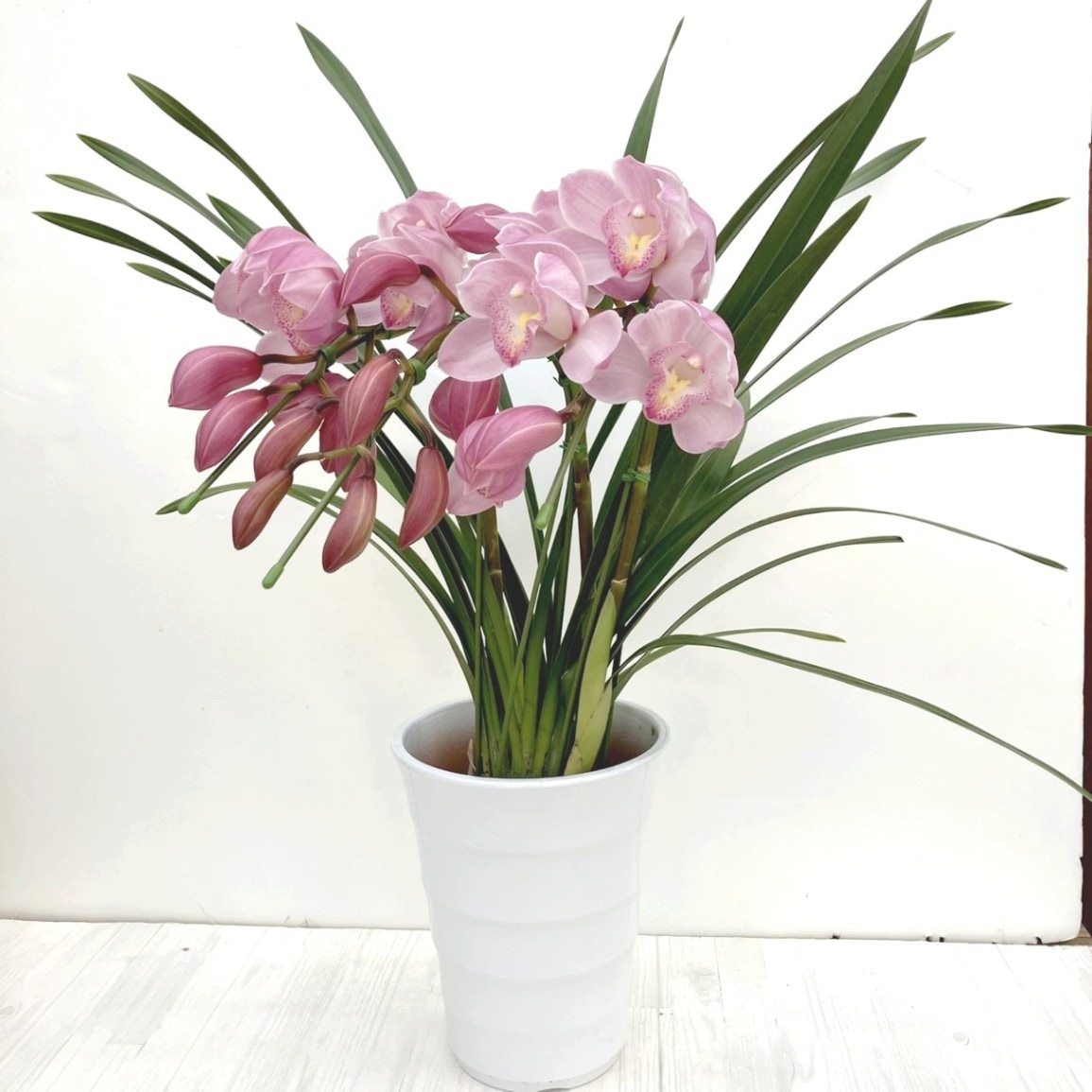 テーブルシンビジューム ピンク系 3本立アーチ 5号 ※お届けに10日程度かかる場合がございます。｜洋蘭10-SA