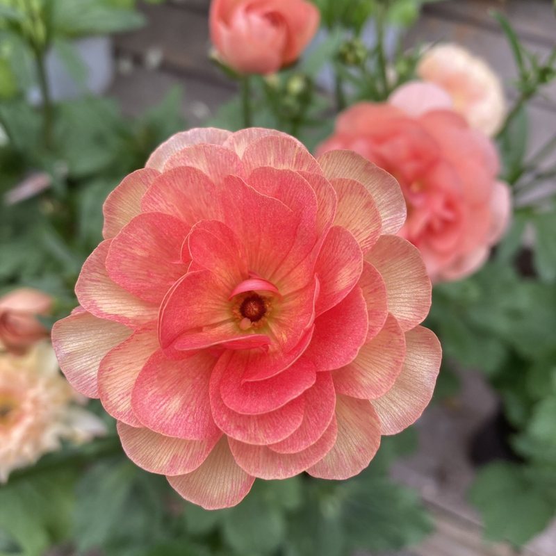 ラナンキュラス ラックスシリーズ 3.5～4号 エリス｜草花04-PA | 草花