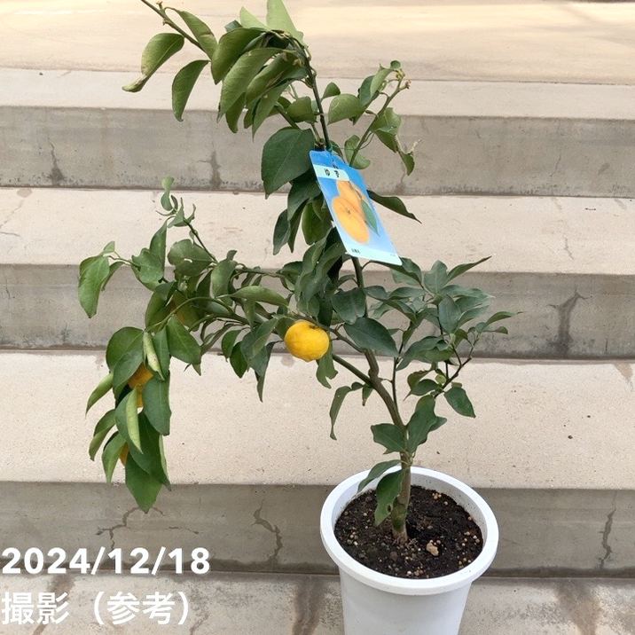 【訳あり特価】ゆず 6号｜果樹10-TU