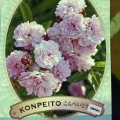 椿 ツバキ 4号 西王母 せいおうぼ［こだわりの前田ナーセリー苗