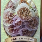 【パニエ】バラ苗 大株 ☆正規品ラベル付き ローズドゥメルスリー バラ新苗 パニエ 4号 河本バラ園 河本麻記子さん ローズ・ドゥ