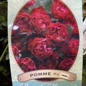 バラ新苗 パニエ 4号 河本バラ園 河本麻記子さん ローズ・ドゥ