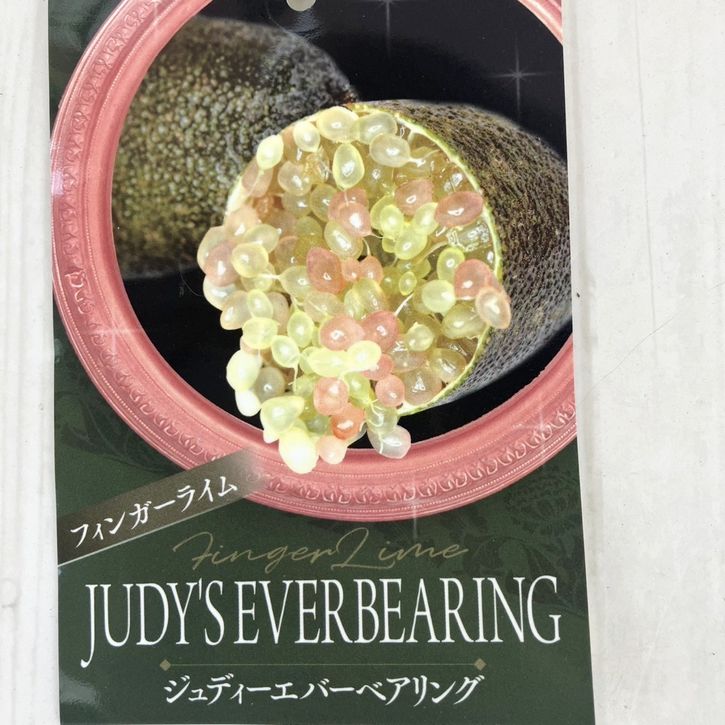 フィンガーライム 4.5号 ジュディーエバーベアリング|柑橘|果樹04-PA