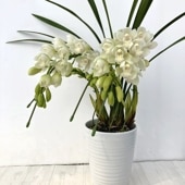 ☆シンビジューム☆☆アーチ型7号鉢☆2 〜5F☆ ☆シンビジュームアーチ型☆7号鉢☆F☆