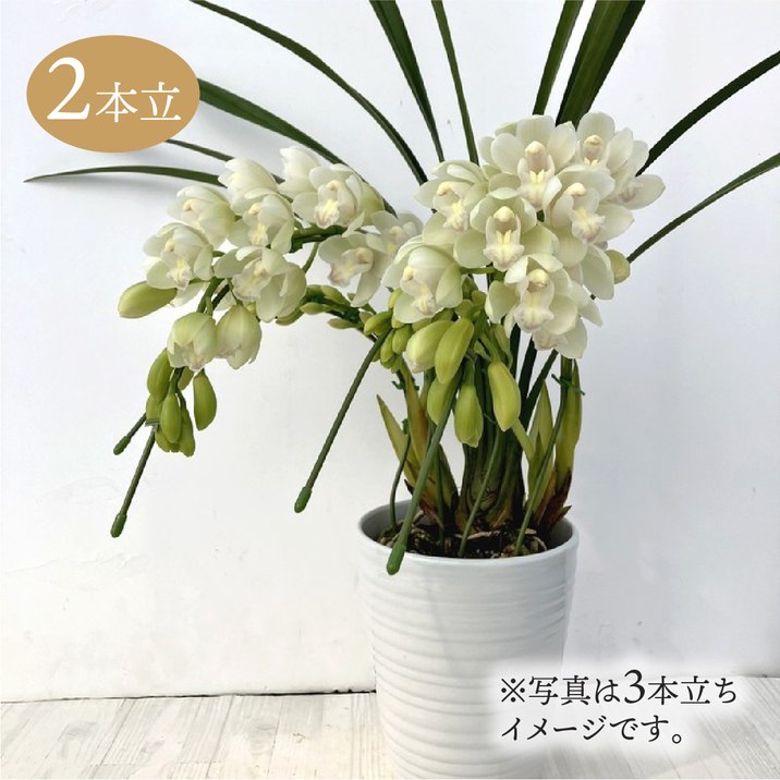テーブルシンビジューム 白系 2本立アーチ 5号 ※お届けに10日程度かかる場合がございます。|洋蘭10-SA