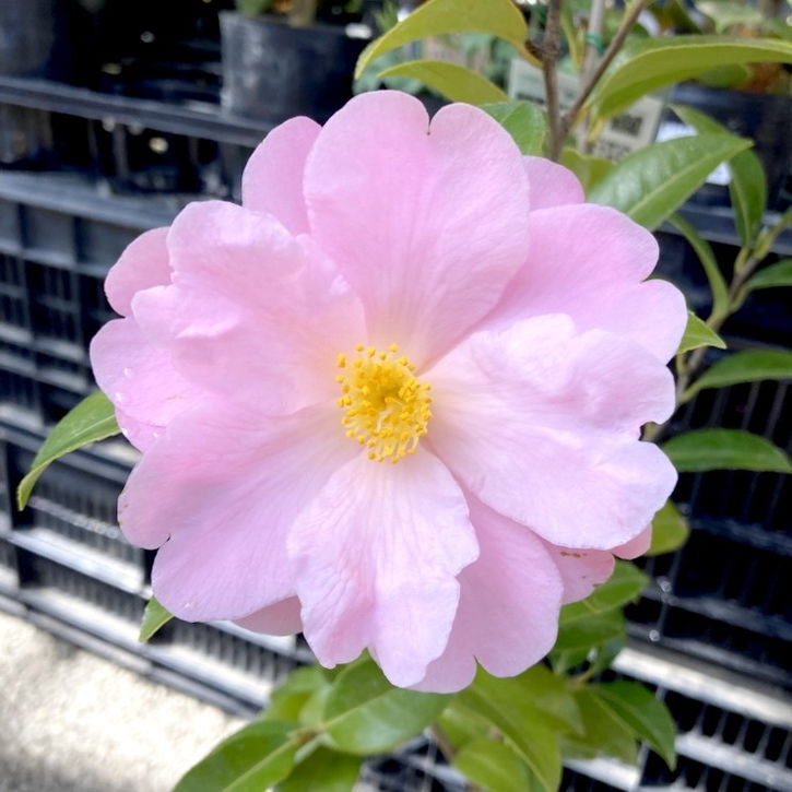 椿 ツバキ 4号 ニッキークリスプ［こだわりの前田ナーセリー苗］｜花木04-PA