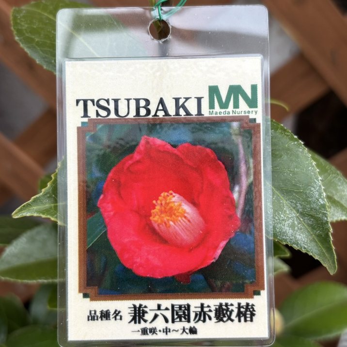 椿 ツバキ 4号  兼六園赤藪椿［こだわりの前田ナーセリー苗］｜花木04-PA