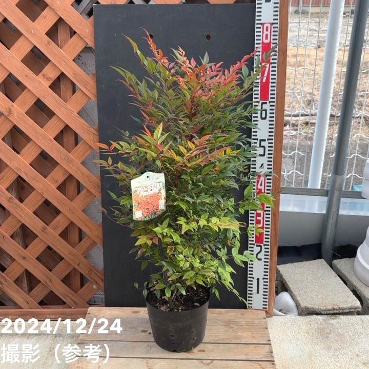 ドワーフナンテン（南天） グリフストリーム 6号｜花木04-PA