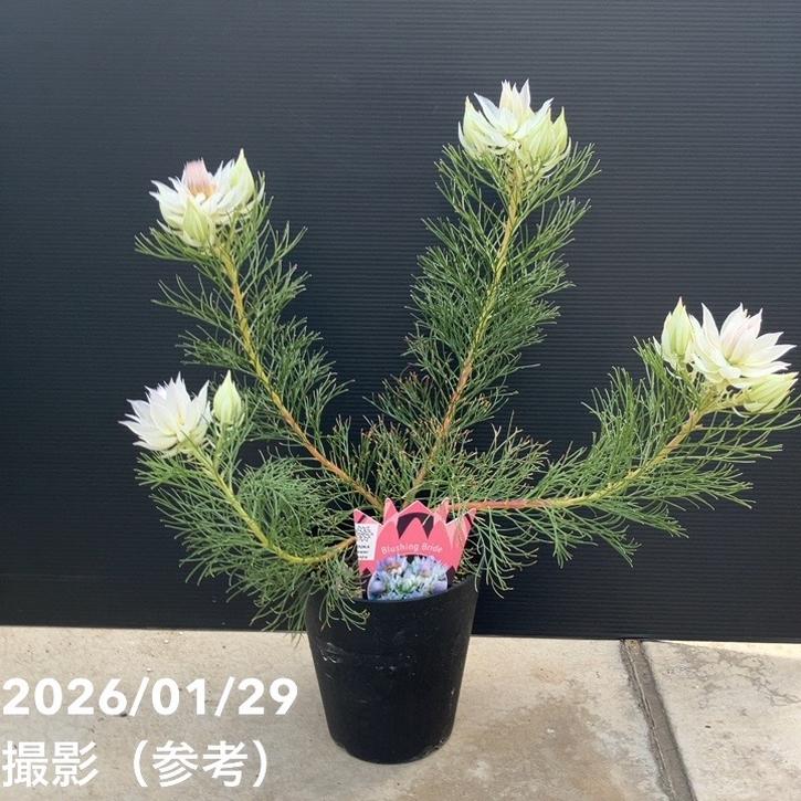 セルリア ブラッシングブライド 5号｜花木10-TU