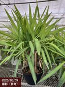 ユッカ 4号 ロストラータ サファイアスカイズ（Yucca rostrata