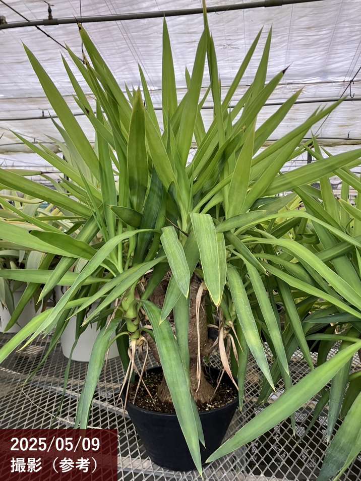【限定3鉢】ユッカ 9号 エレファンティペス（Yucca elephantipes）マヤツリー｜花木01-D1
