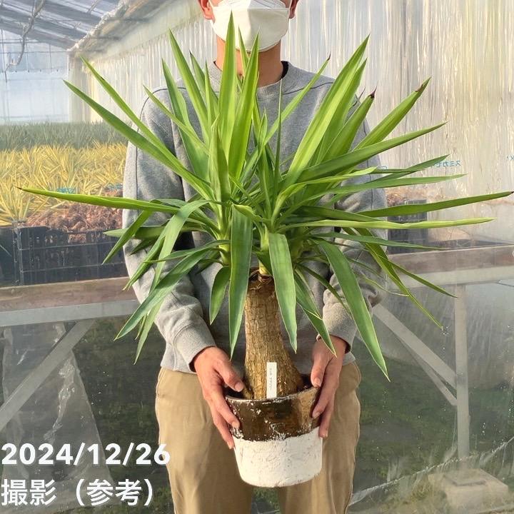 【現品お届け】ユッカ 6号 エレファンティペス（Yucca elephantipes）マヤツリー（1）｜花木01-D1