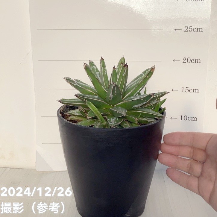 【ワケアリ 特価】アガベ 5号 ビクトリア レジーナ（ビクトリア レギネ）笹の雪｜観葉01-D1