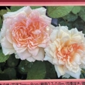 バラ大苗 シシリエンヌ 7号 ロサ・オリエンティスプログレッシオ｜花木
