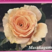 バラ大苗 ローズシナクティフ 7号 Delbard デルバール｜花木04-PA