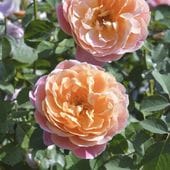 バラ大苗 パニエ 7号 河本バラ園 河本麻記子さん ローズ・ドゥ