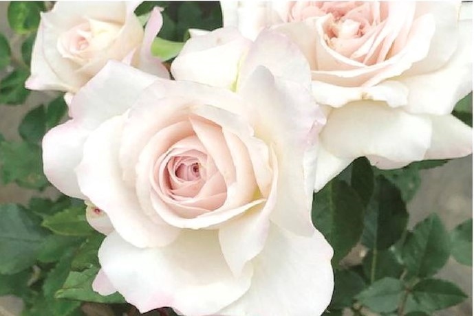 花木・庭木,バラ,河本バラ園の購入なら赤塚植物園オンライン 花の音