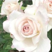 バラ大苗 パニエ 7号 河本バラ園 河本麻記子さん ローズ・ドゥ