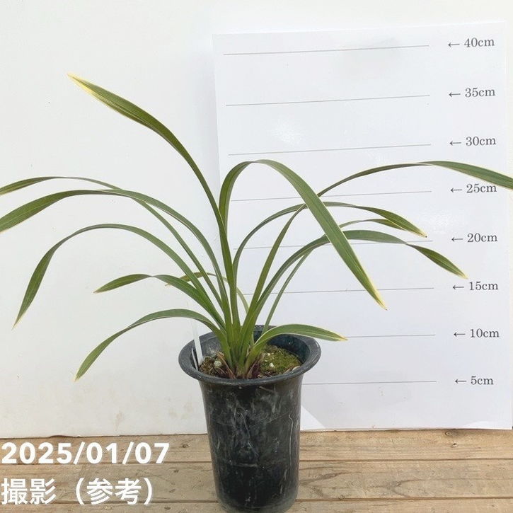 ＜花芽2個＞キンリョウヘン 4号｜ミツバチ蘭｜洋蘭10-TU
