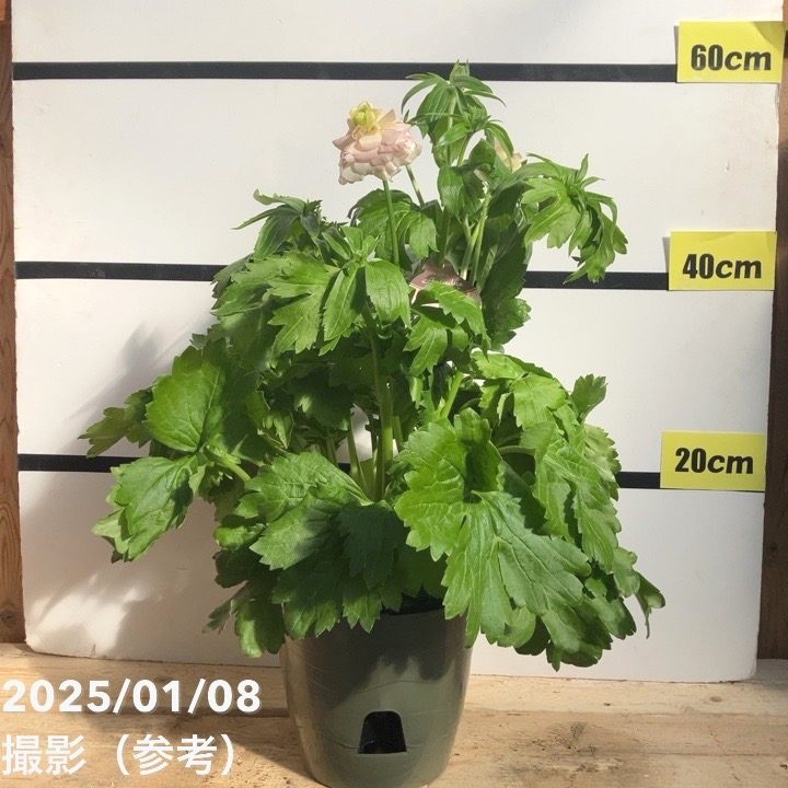 ラナンキュラス ラックスシリーズ 6号（底面給水） アリアドネ｜草花04-PA