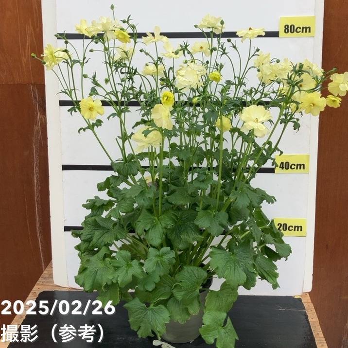 ラナンキュラス ラックスシリーズ 6号（底面給水） ハリオス｜草花10-TU